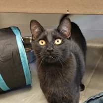 Thumbnail photo of Tigger #2