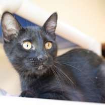 Thumbnail photo of Tigger #3