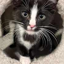 Thumbnail photo of Soda Pop - Petsmart Plantation Foster Home #1