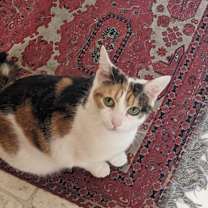 Thumbnail photo of Mochi #4