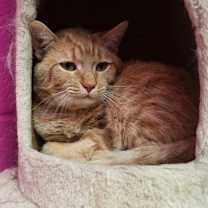 Thumbnail photo of Xia #3