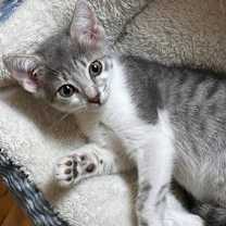 Thumbnail photo of Rain #1