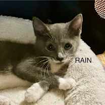 Thumbnail photo of Rain #2