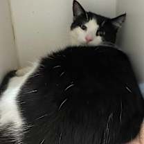 Thumbnail photo of Benny #2