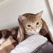 Thumbnail photo of Mac #3