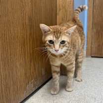 Thumbnail photo of Mac #4