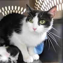 Thumbnail photo of Momasita      (jet) #2