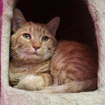 Thumbnail photo of Xia #2