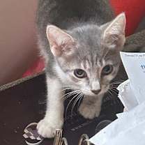 Thumbnail photo of Renley #1