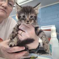 Thumbnail photo of Aspen #2