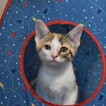 Thumbnail photo of Krissy #1