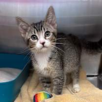 Thumbnail photo of Bronx #2