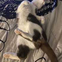 Thumbnail photo of Coco #3