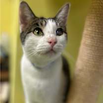 Thumbnail photo of Arrow #2