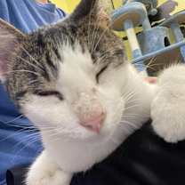 Thumbnail photo of Arrow #3