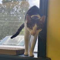 Thumbnail photo of Arrow #4