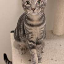 Thumbnail photo of Polara #4