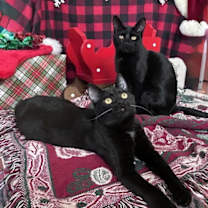 Thumbnail photo of Pekoe #2