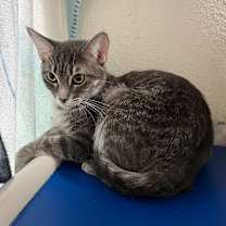 Thumbnail photo of Sophie #2