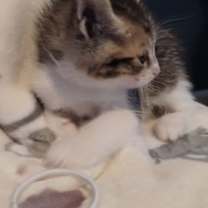 Thumbnail photo of Fletcher (White) #2