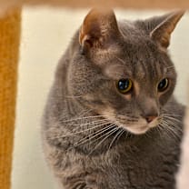 Thumbnail photo of Petie #1