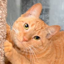 Thumbnail photo of Pooka #1