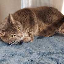 Thumbnail photo of Petie #2