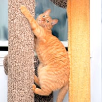 Thumbnail photo of Pooka #3