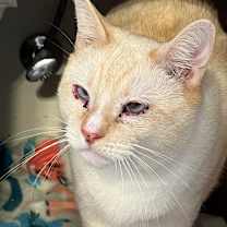 Thumbnail photo of Coconut #3