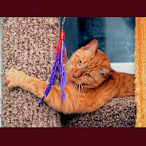 Thumbnail photo of Pooka #4