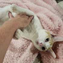 Thumbnail photo of Jupiter #2