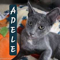 Thumbnail photo of Adele #3