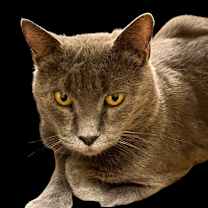 Thumbnail photo of Smokey Rose #4