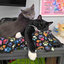 Thumbnail photo of Mittens #2