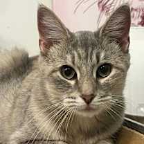 Thumbnail photo of Kitty #1