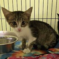 Thumbnail photo of Cricket #2