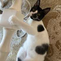 Thumbnail photo of Oreo #4