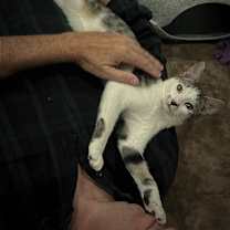 Thumbnail photo of Fiddle #1