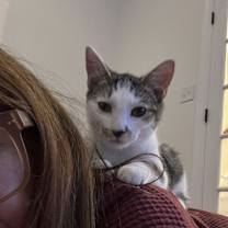 Thumbnail photo of Fiddle #4