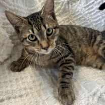 Thumbnail photo of Reese #1