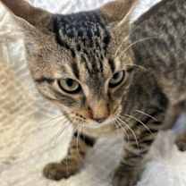 Thumbnail photo of Reese #2