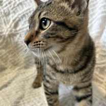 Thumbnail photo of Reese #3