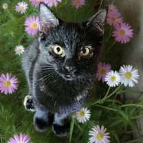 Thumbnail photo of Indigo #1