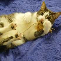 Thumbnail photo of Bell #2