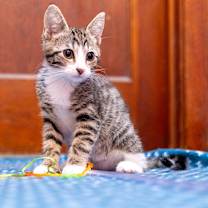 Thumbnail photo of Yakko #4