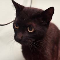 Thumbnail photo of Sabi #1