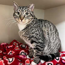 Thumbnail photo of Abby #1