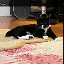 Thumbnail photo of Ms Suits #1