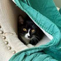 Thumbnail photo of Ms Suits #4