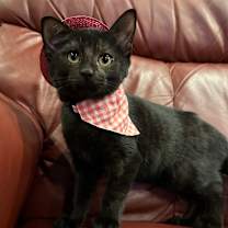 Thumbnail photo of Honeydew #3